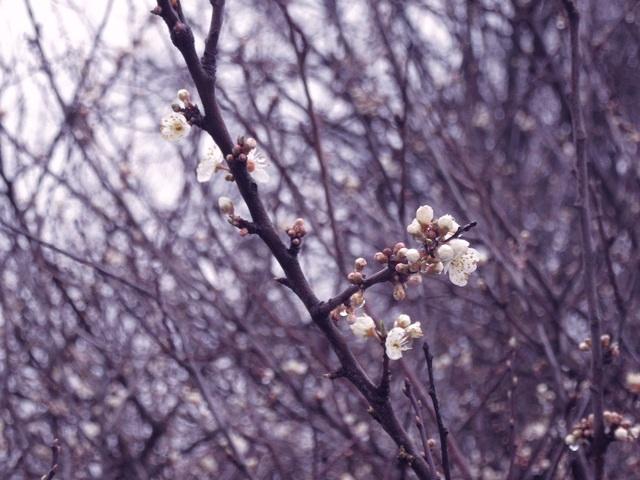 Spring has started